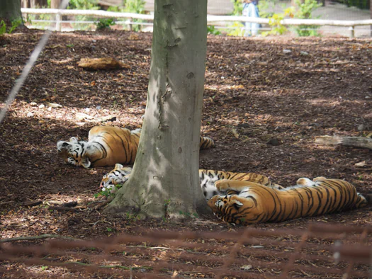 Pairi Daiza (Brugelette, Belgium)